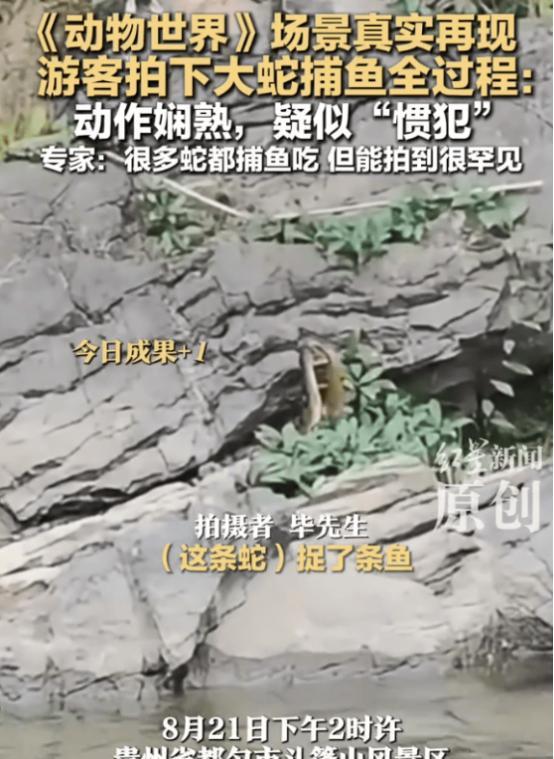 “解释不清了！”贵州，男子发现岩石上有一条蛇，它口中似乎衔着什么东西，起初他以为