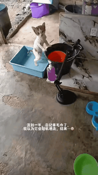 流浪小猫也懂“乖乖等”，这一幕直接暖到我心窝里了！我看见一位阿姨路边捡了只