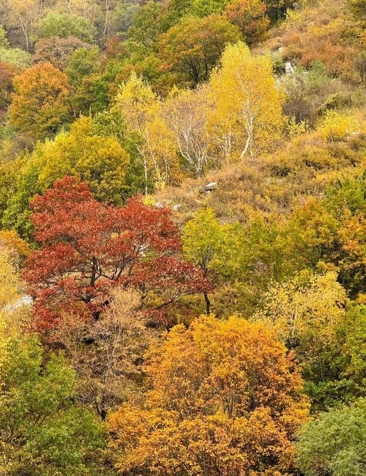 秋日限定🍁北京周边这座小五台山，藏着一片金色秘境背包里装热茶，脚步下踏秋叶，