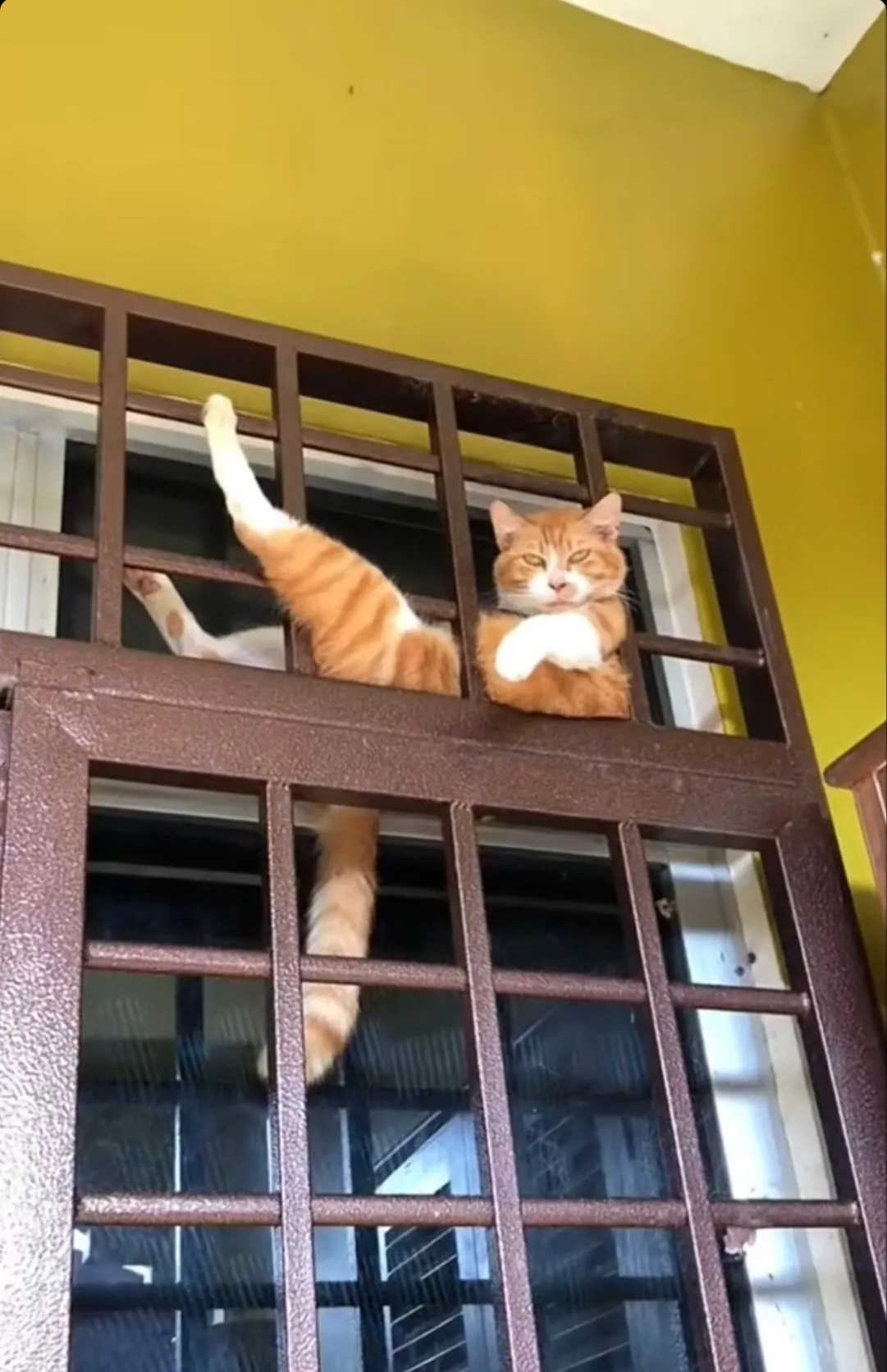 这猫咪功夫练的不错，窗户上都能拉架势太可爱了让人喜欢的猫咪