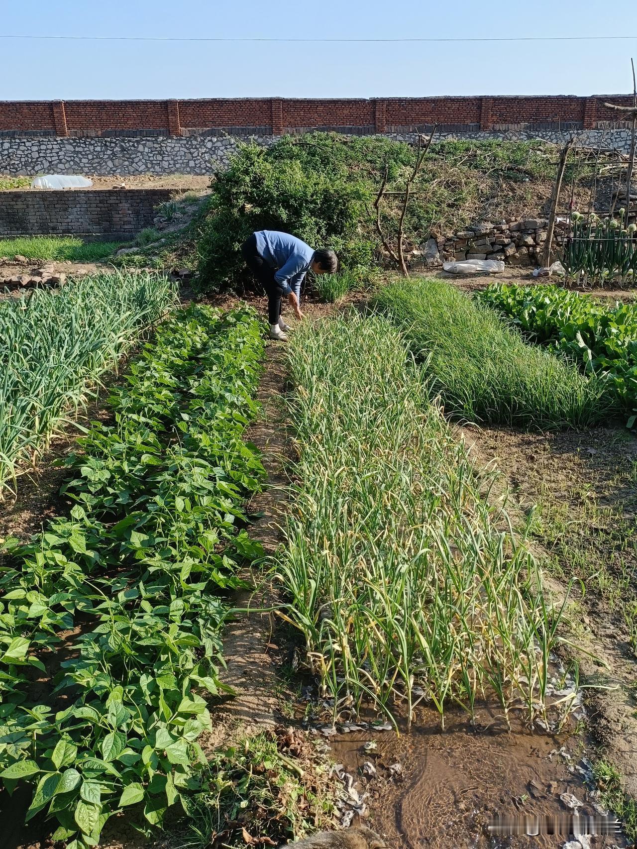 今天下午继续到菜园干活儿，最近天气热了，菜园里的菜几天不浇水就干，下午我跟老妈赶
