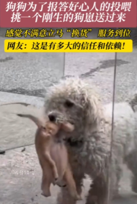 “太有灵性了！”6月22日，江苏，女子开店时看到附近有一只流浪狗，没事就会投喂一