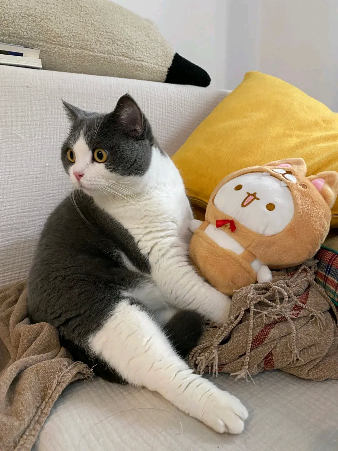 连麻麻的玩具都不放过了。一转眼的功夫，就偷走了。真是精的很呀，啥事没干，就喜欢占