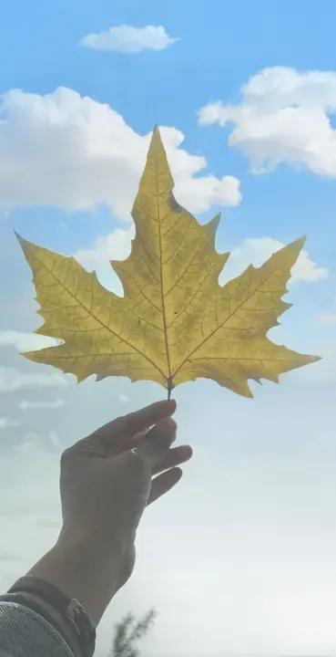 明天星座运势大揭秘！2025年7月15日水逆退散，不少星座要转运啦。天蝎、射手