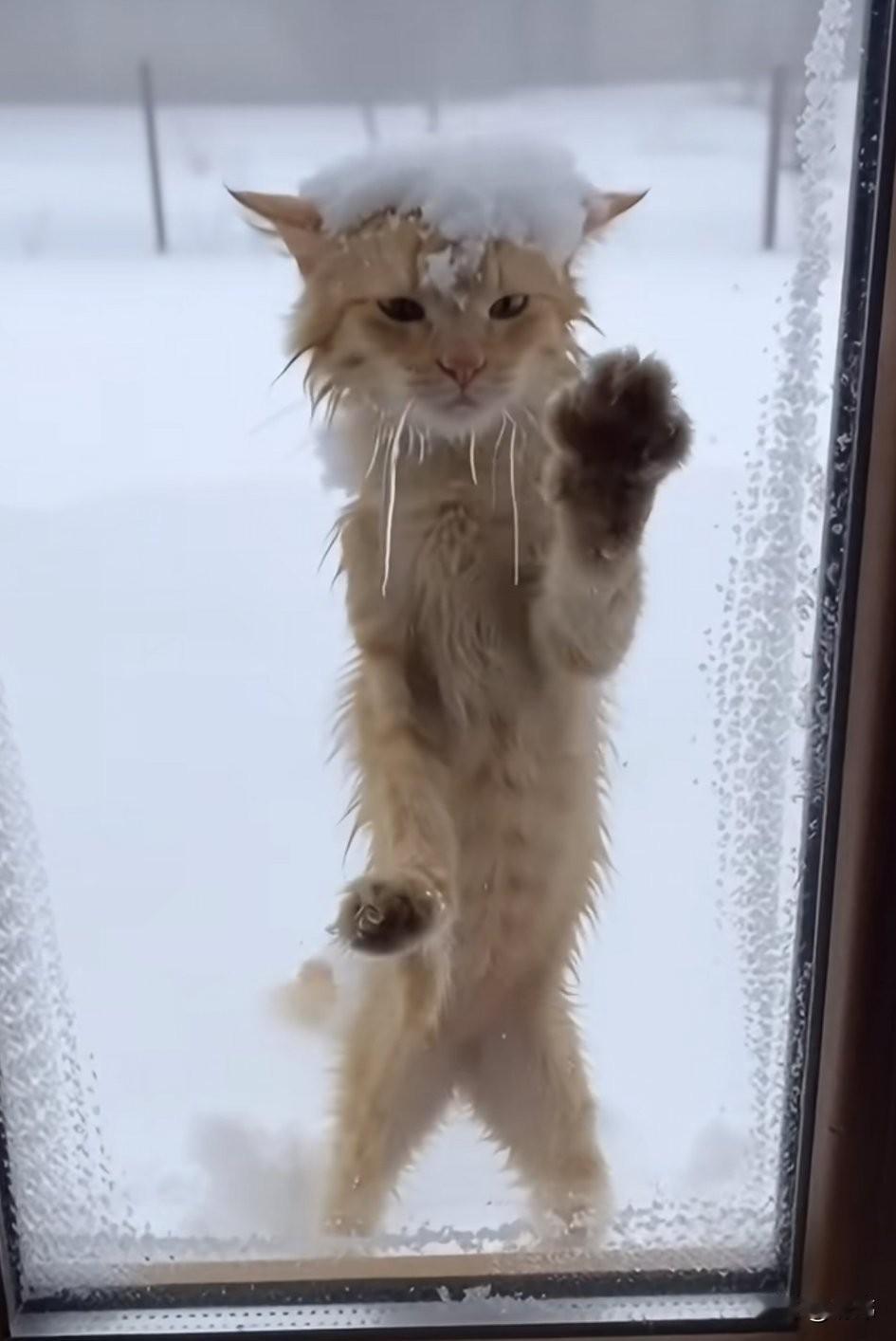 泪目了！一位小姐姐养了一只金毛狗狗，平时就非常疼爱它，最近天气非常寒冷，窗外白茫