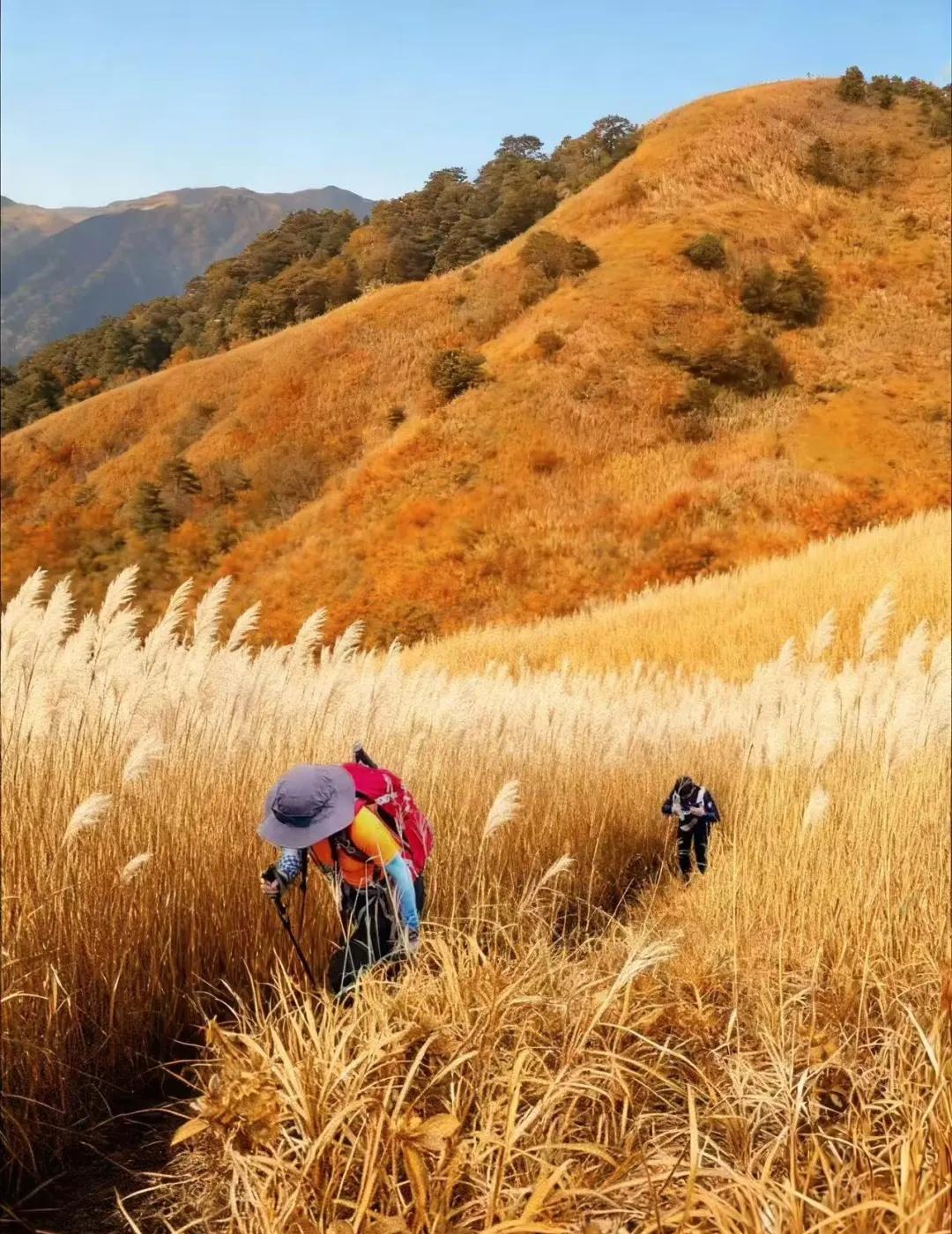 人生建议：11月一定要来大南山看金色芦苇荡广深3h直达平替版“武功山”——惠