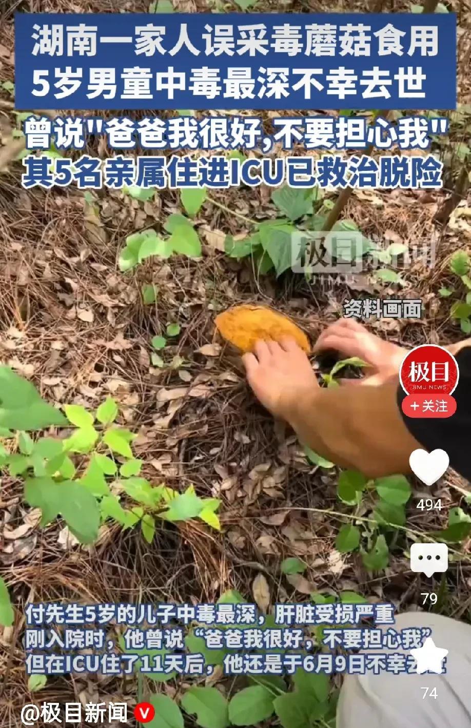 这又是一个不幸的消息，湖南一家误采毒蘑菇食用中毒，5岁男孩不幸离世，救治期间他曾