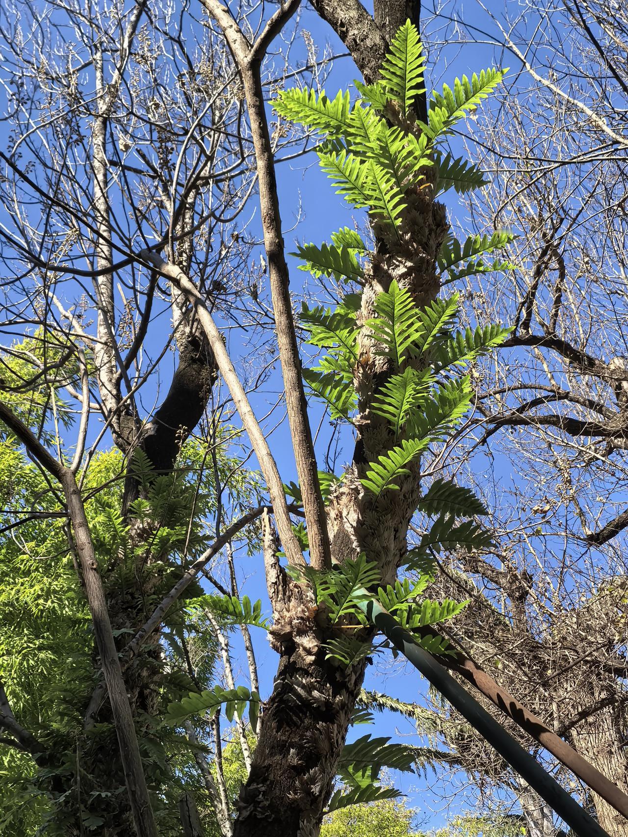 这个是人种在这个树干上的吗？在公园里散步见到的！