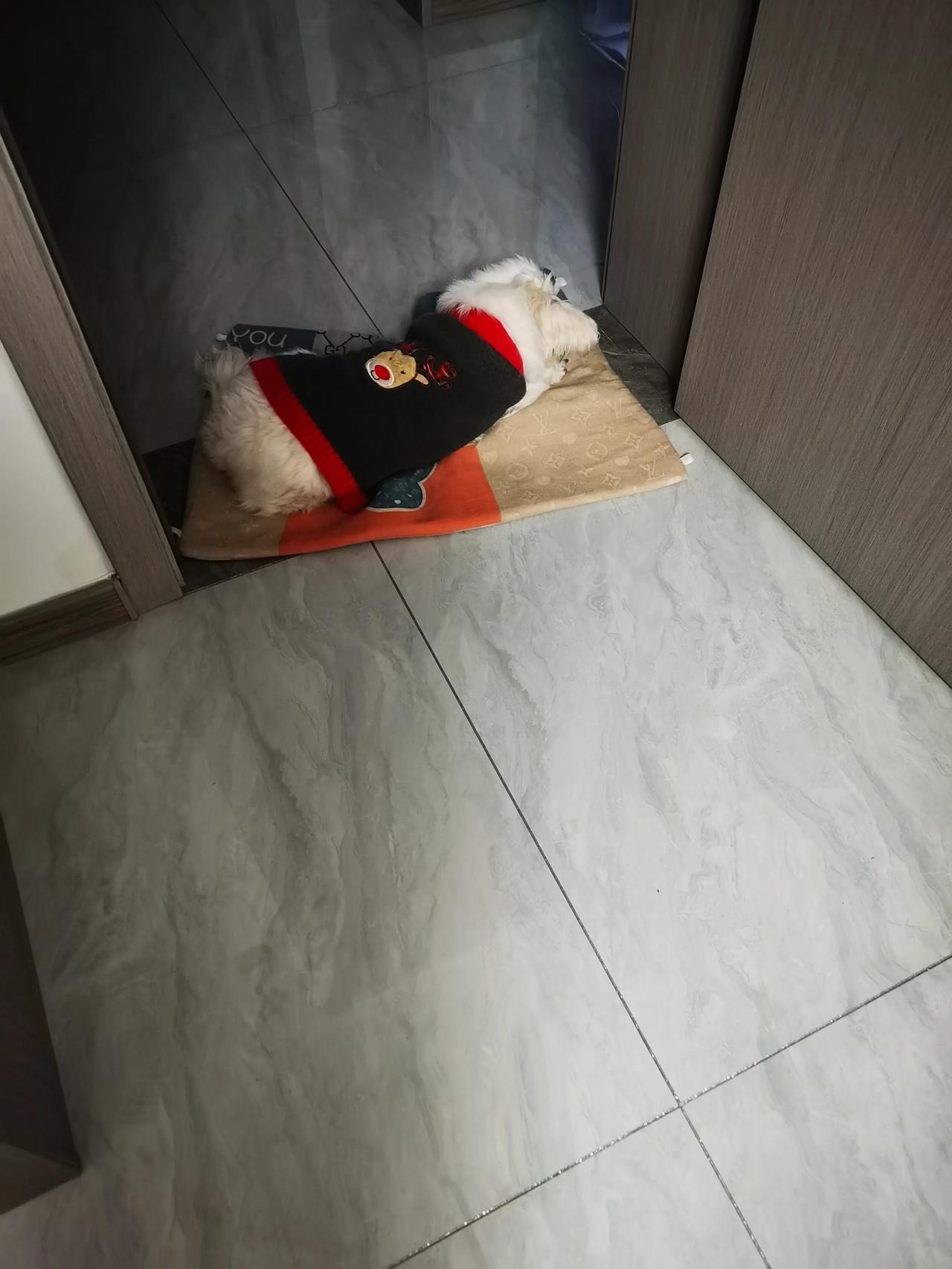 我家恶犬横行霸道，在收过路费。[呲牙笑]