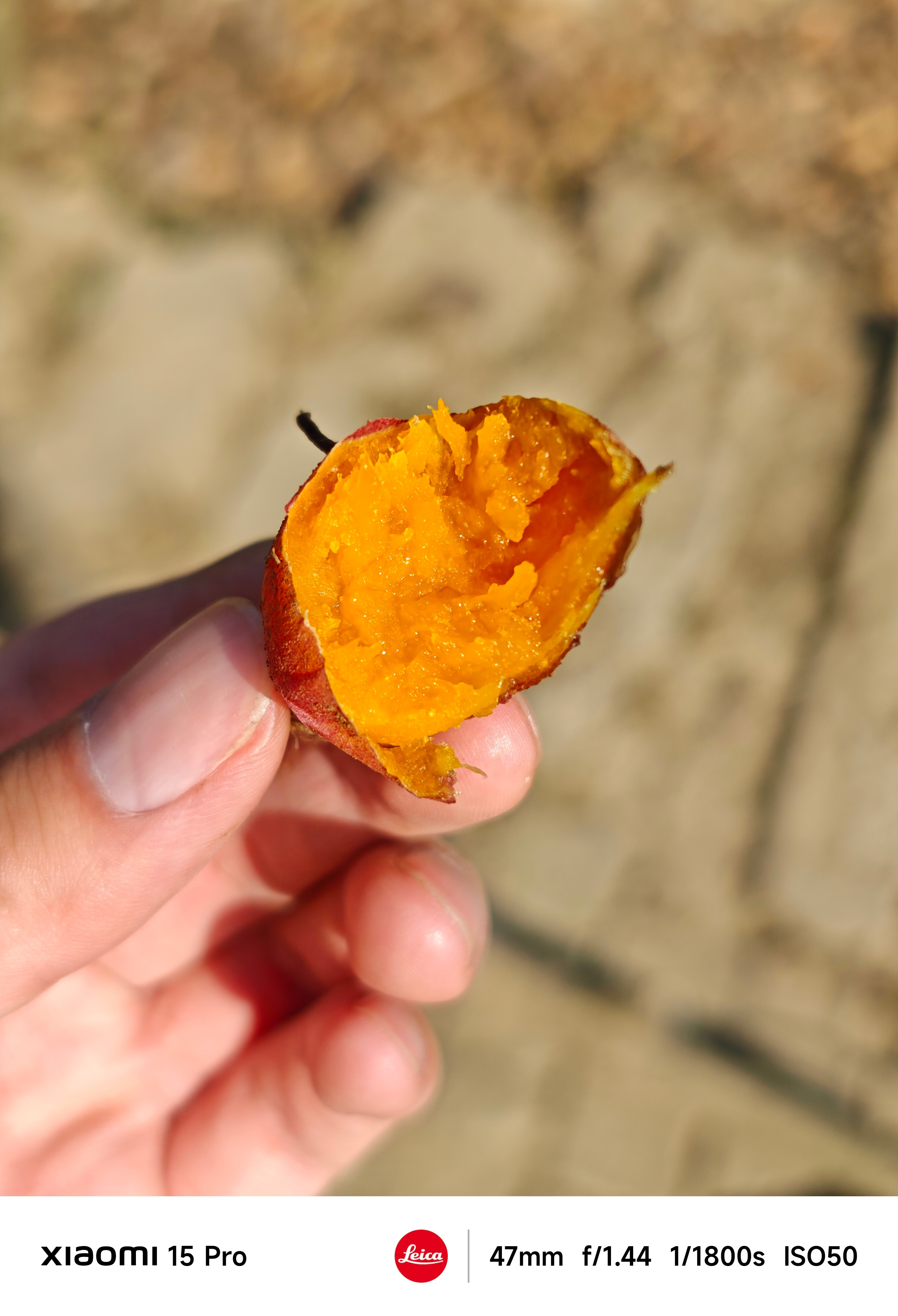 冬天里的大美中国地道小蜜薯🍠，真香