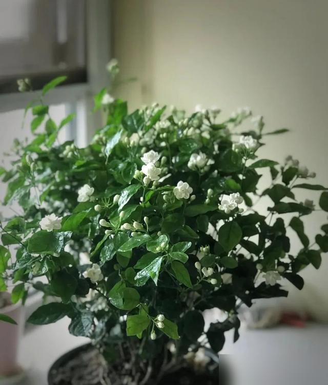 天啊！原来这5种花居然是“雨水小霸王”！越淋雨越肥壮！最近刷到好多花友分享，