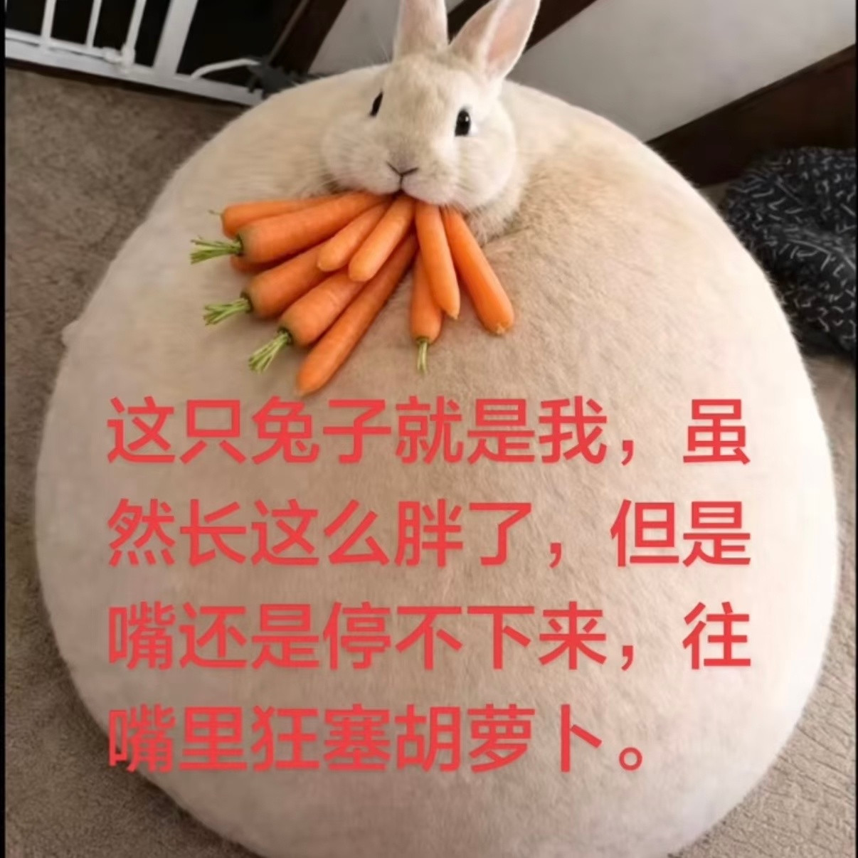 完全那个谁