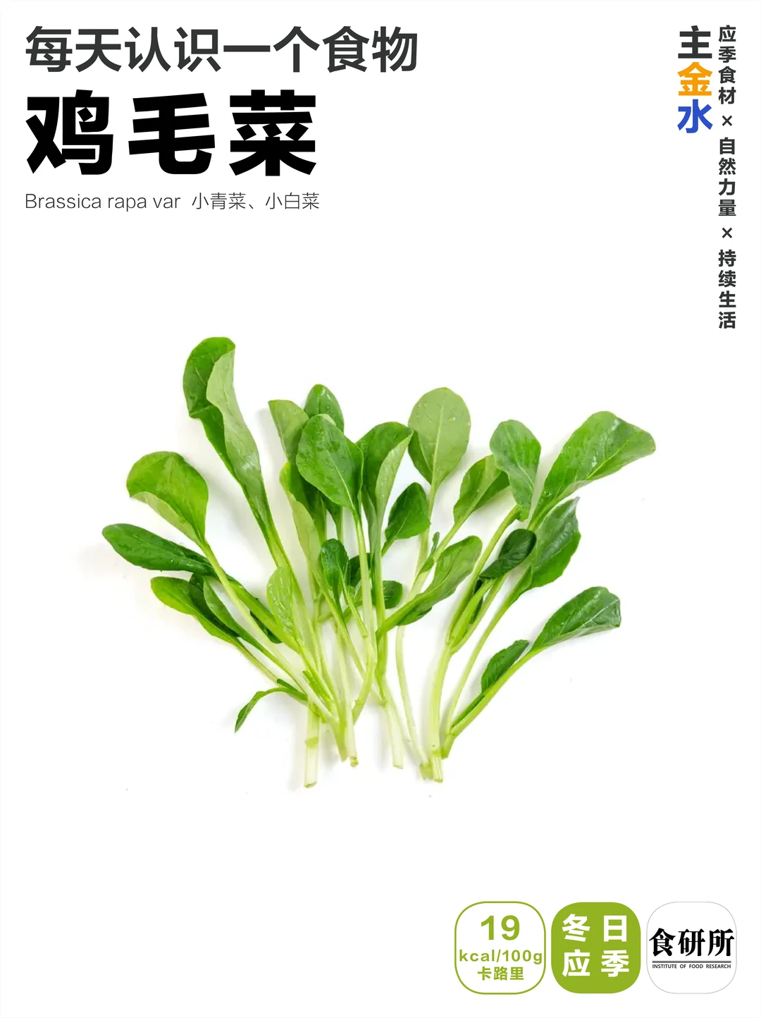 鸡毛菜 | 就是油菜？