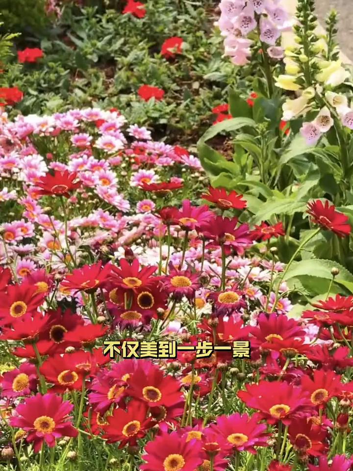 杭州绿化带纳税人养的鲜花。杭州市政：我敢种这么美的花，自有我的办法。杭州的绿化