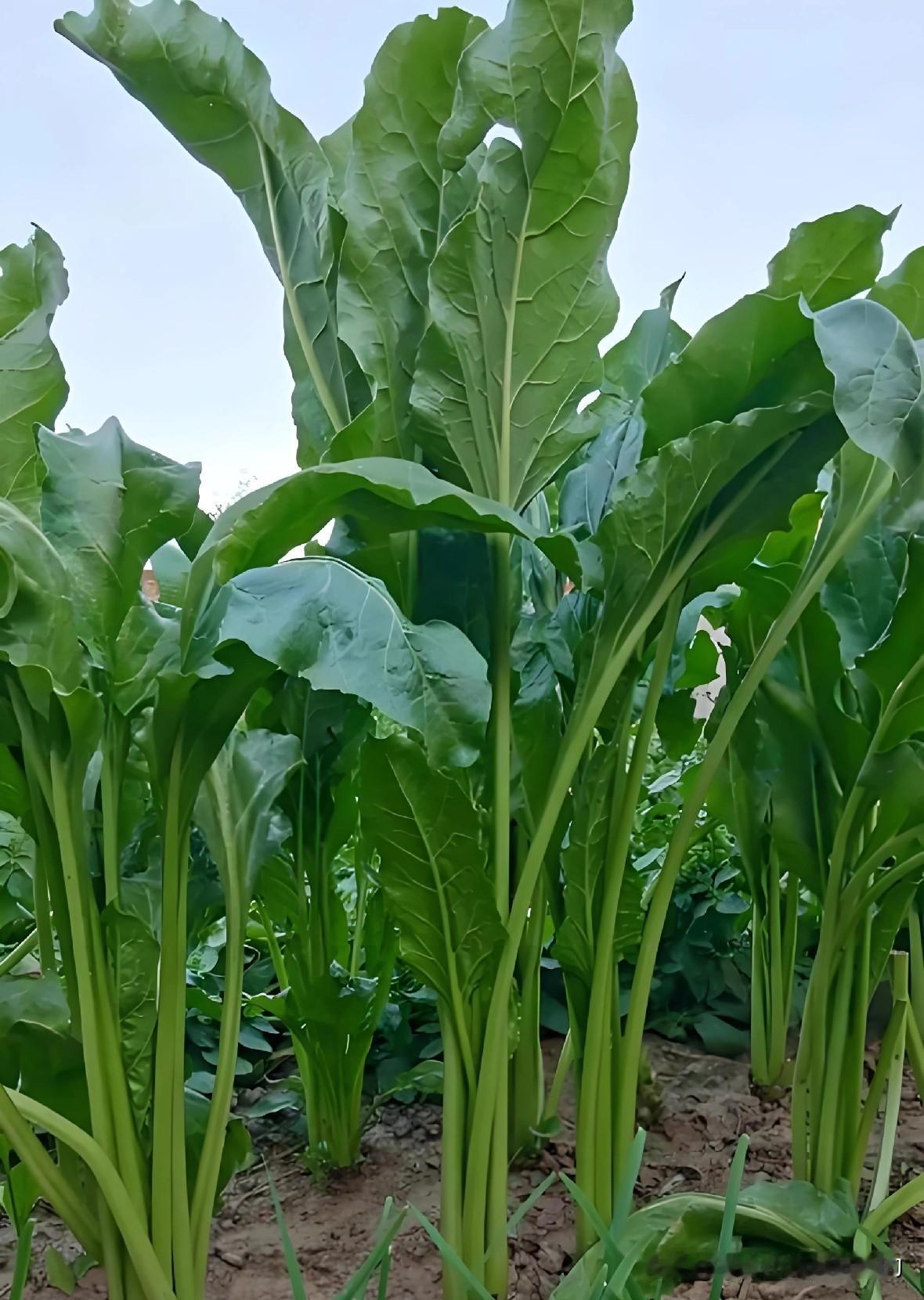 立夏千万别乱种菜！这种根达菜越撇越旺，能吃到深秋今天是立夏，以后天气越来越