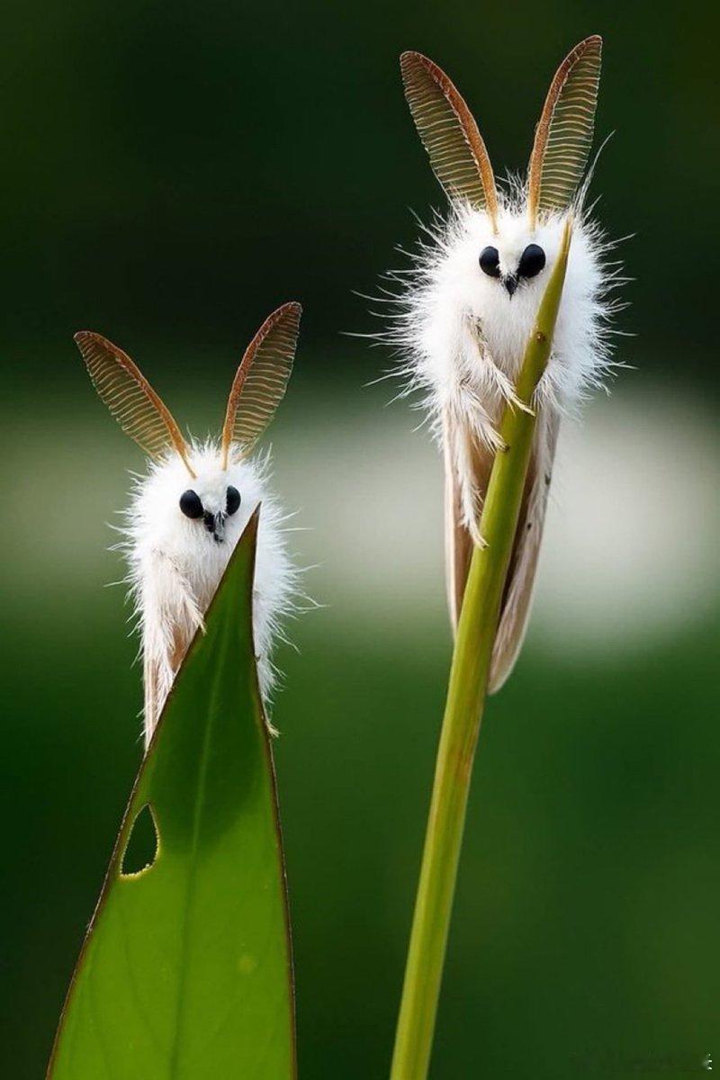 🐩这不是PS，也不是任天堂泄露的新宝可梦设计稿，更不是你邻居家那只刚做完精致
