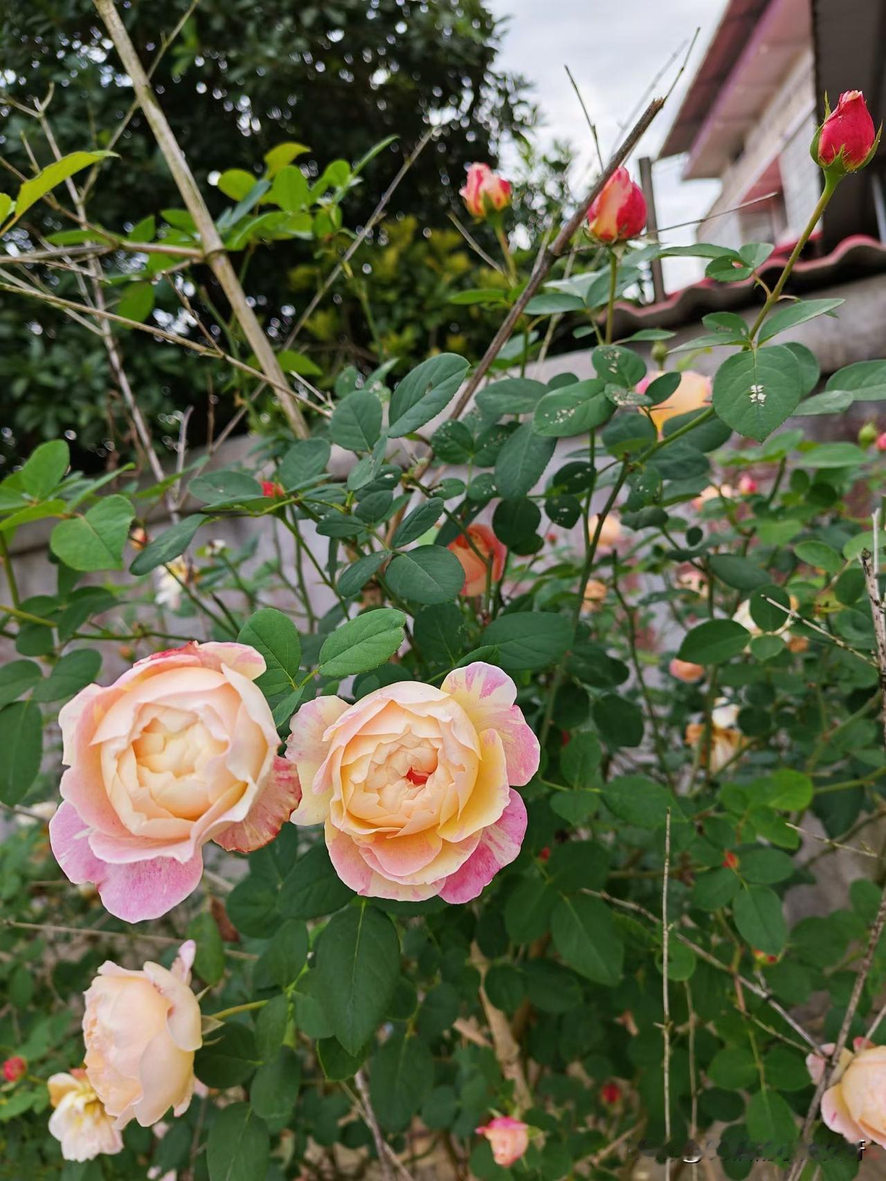 今天一个同事偷偷跟我说，明年公司要减少人员，他说老板找他谈话了，那意思很明显，就