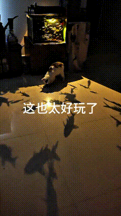 这个视频我来回看了好几遍，实在是太有趣啦。家里摆了个大鱼缸，里面的鱼儿长得又好看