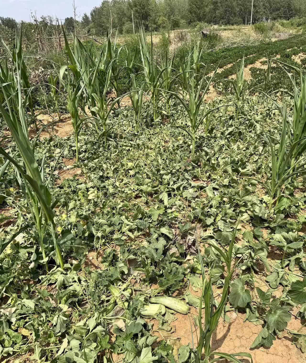 河南已经近个月没有下雨了，希望这场雨能真的下来，真是功德无量。19日至2