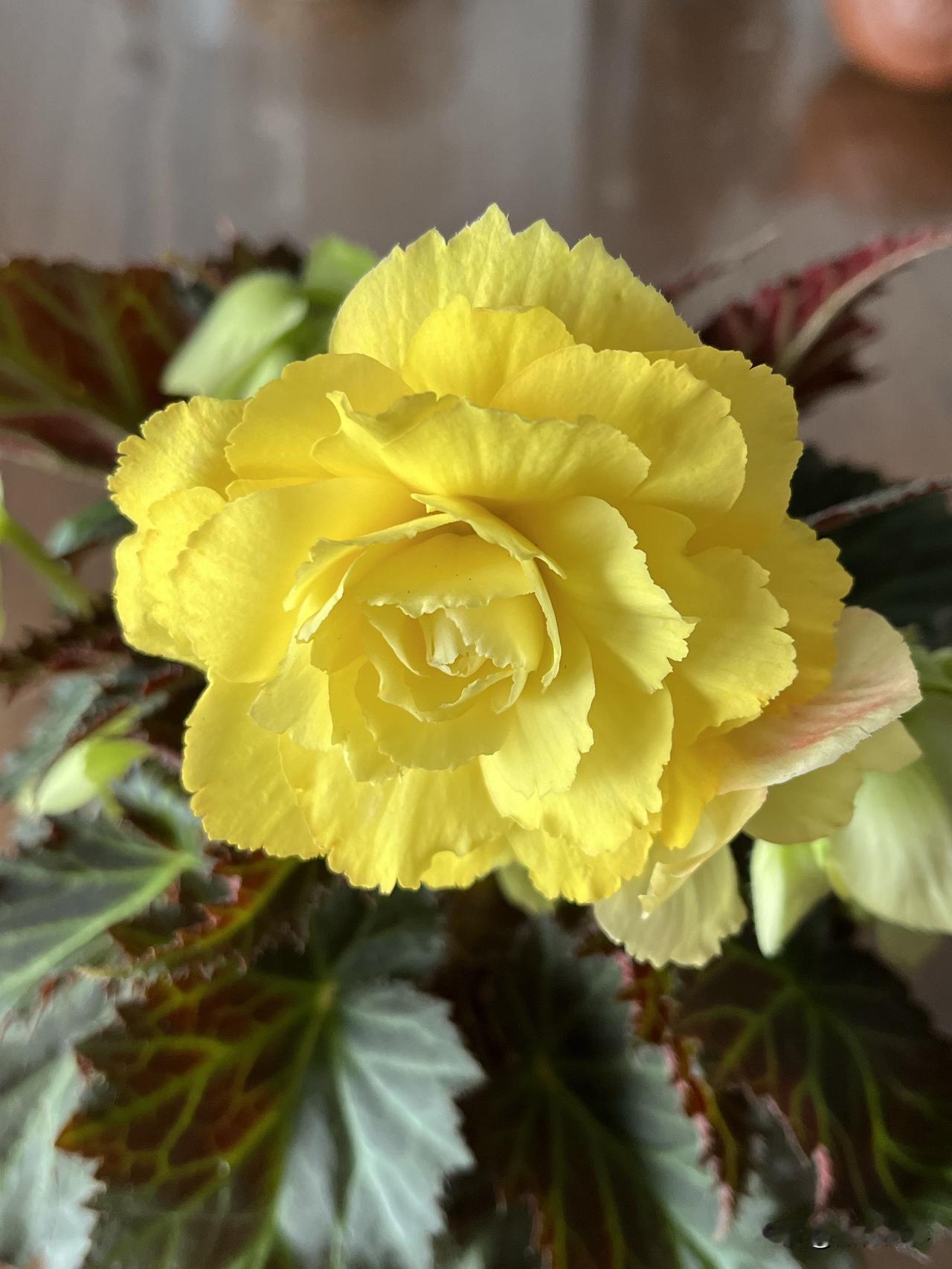 最令人开心的事儿，便是去买花。昨天，我们再度前往鲜花港花卉集散中心赏花。一到