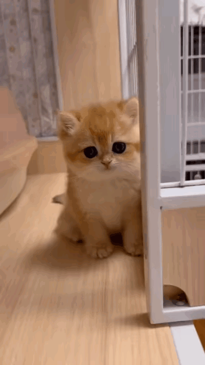 谁懂啊！家里喜提4只“金豆豆”小奶猫，萌到犯规，主人愁坏了！🥹网友家的猫