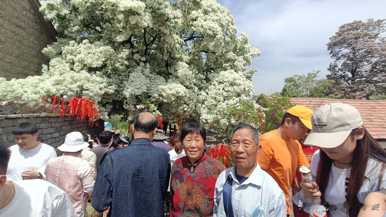 发一张家乡风景的图片临沂费县马庄镇土山后村的千年流苏开花了！以前洁白如雪的流苏花