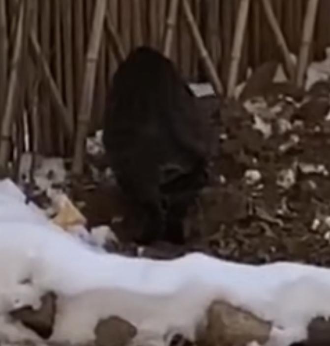 二赖子是一只两岁的狸花猫，妥妥的小公猫，可最近却过得“男不男、女不女”。一到发情