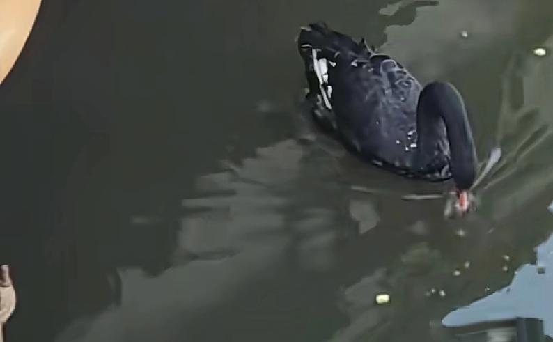 一定要在大连找到这个人希望可以给这次黑天鹅一个公道最近在大连公园内，非常有名