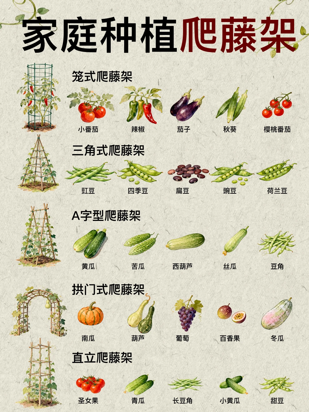 🌱家庭种植想高产？选对爬藤架，挂果翻倍