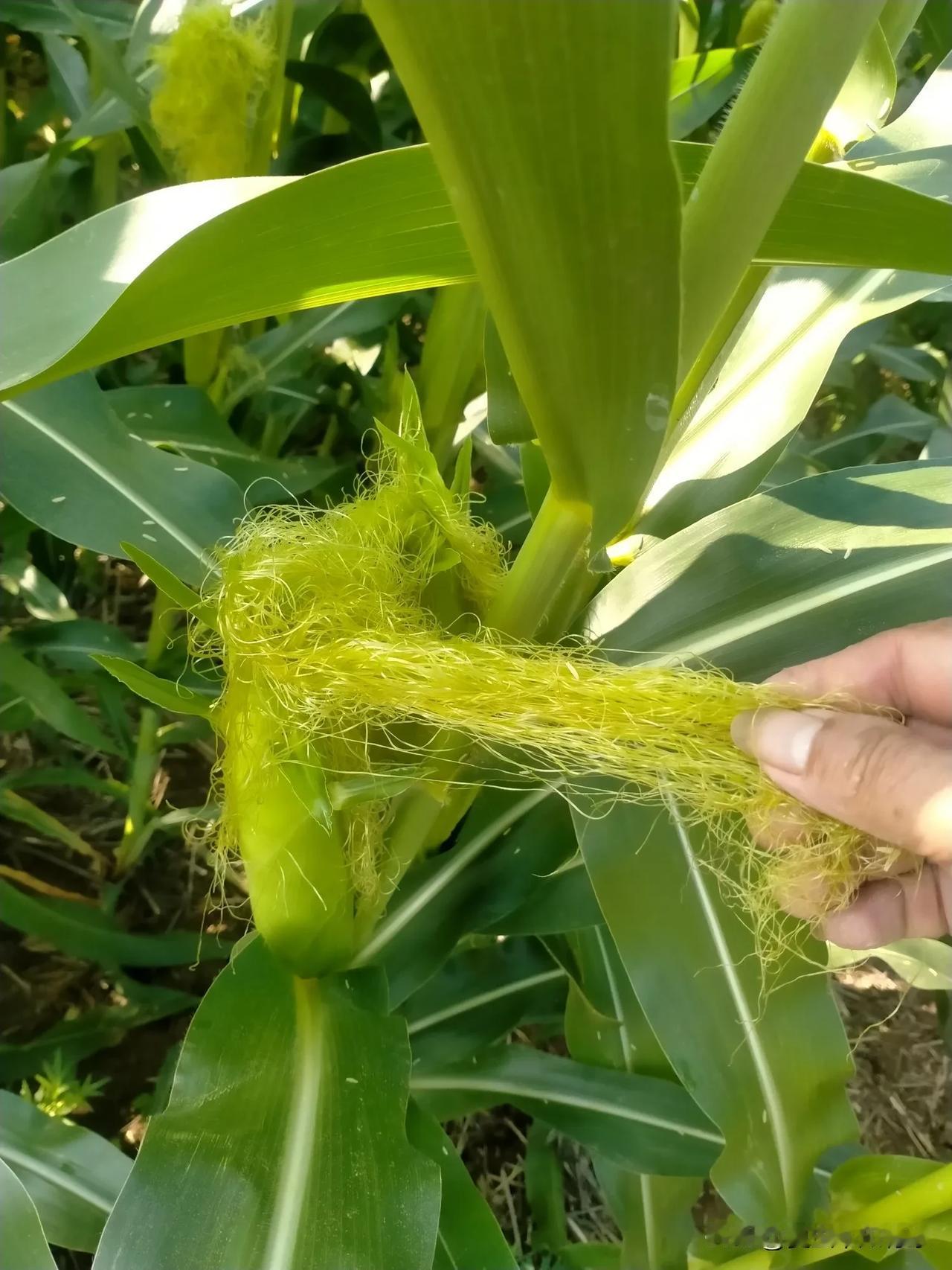 有不少人发觉自家种的玉米棒子没有籽粒，这是实情吗？的确如此！为何不结籽粒呢？