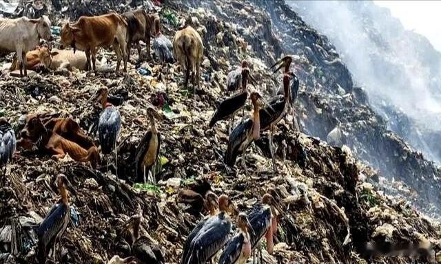 印度德里，一座占地580亩、高达几十米的垃圾山成了“生命禁区”。谁料在这里却生长