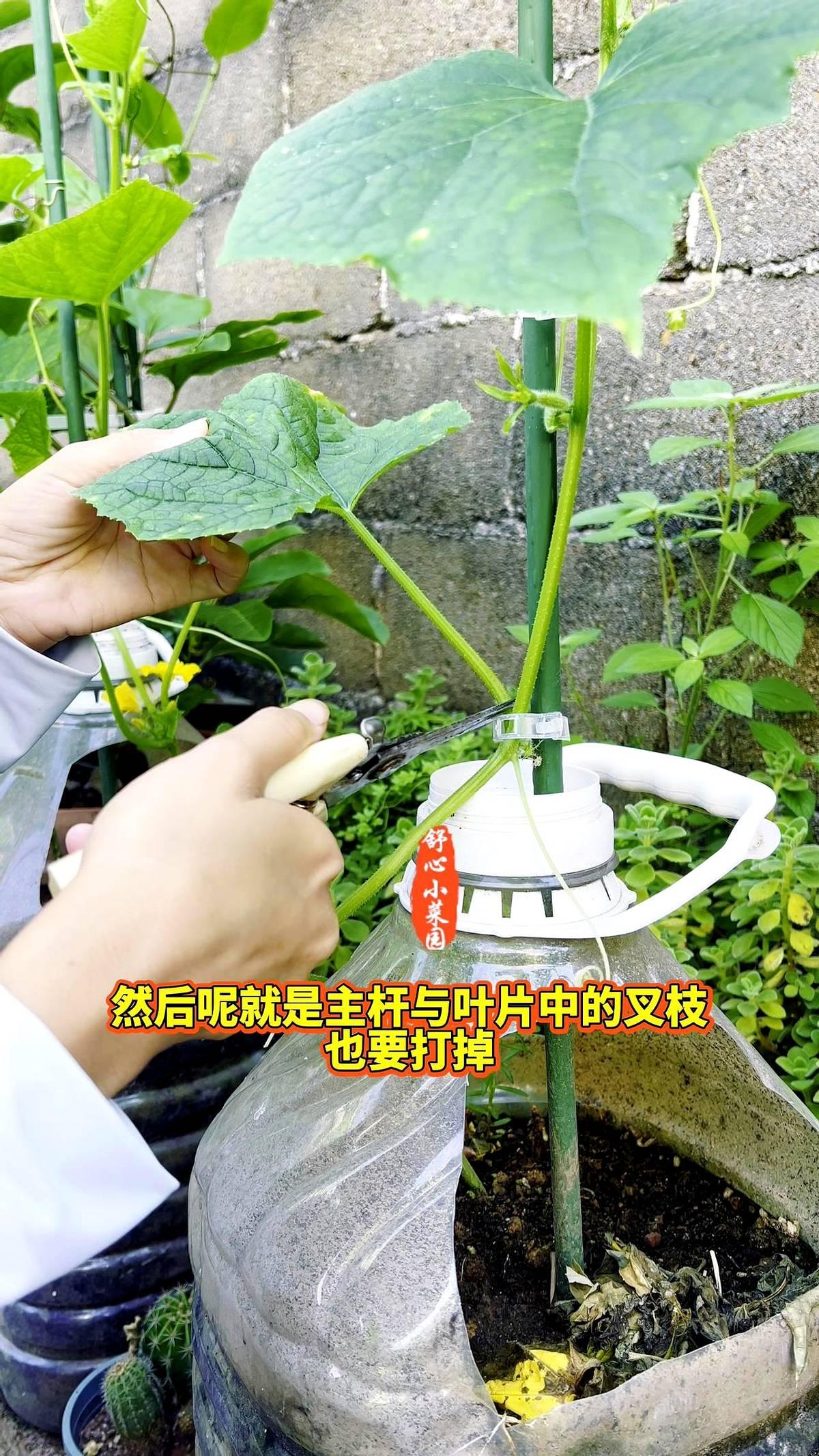 黄瓜疯长不结果？8片叶子是整枝黄金期！老菜农总结的关键操作，做错一步产量减半