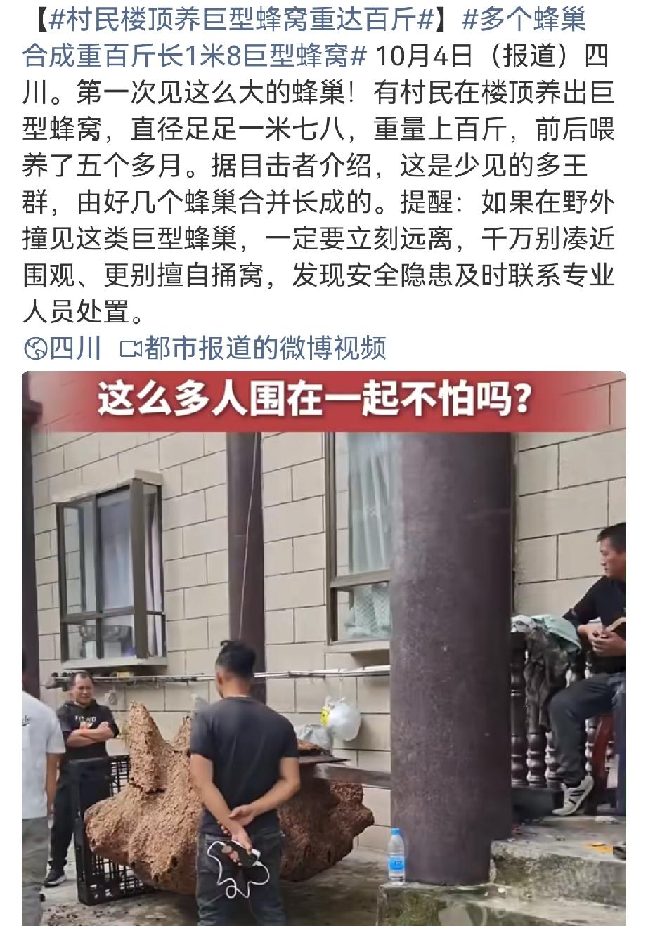 四川楼顶养出1米8百斤巨型蜂巢，历时5个多月多王群长成，大批群众扎堆围观拍照，一