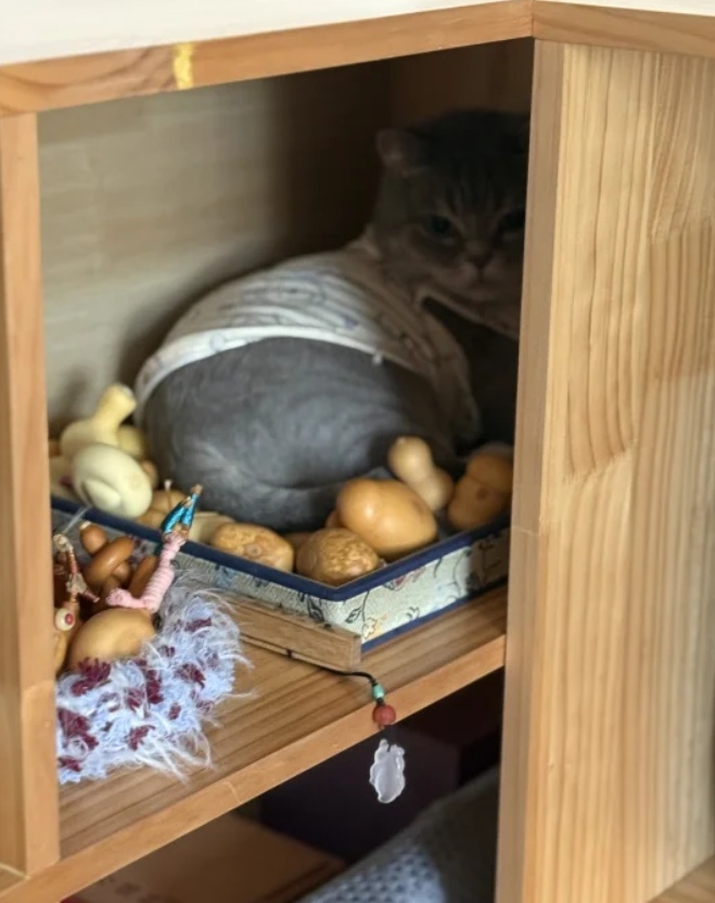家人们帮忙看看这个小猫还能要吗
