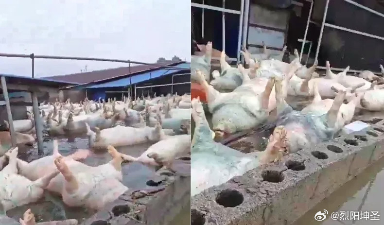 广西宾阳一养猪场被淹，大量死猪漂浮水面，当地回应：情况属实，死亡生猪约有几千头，