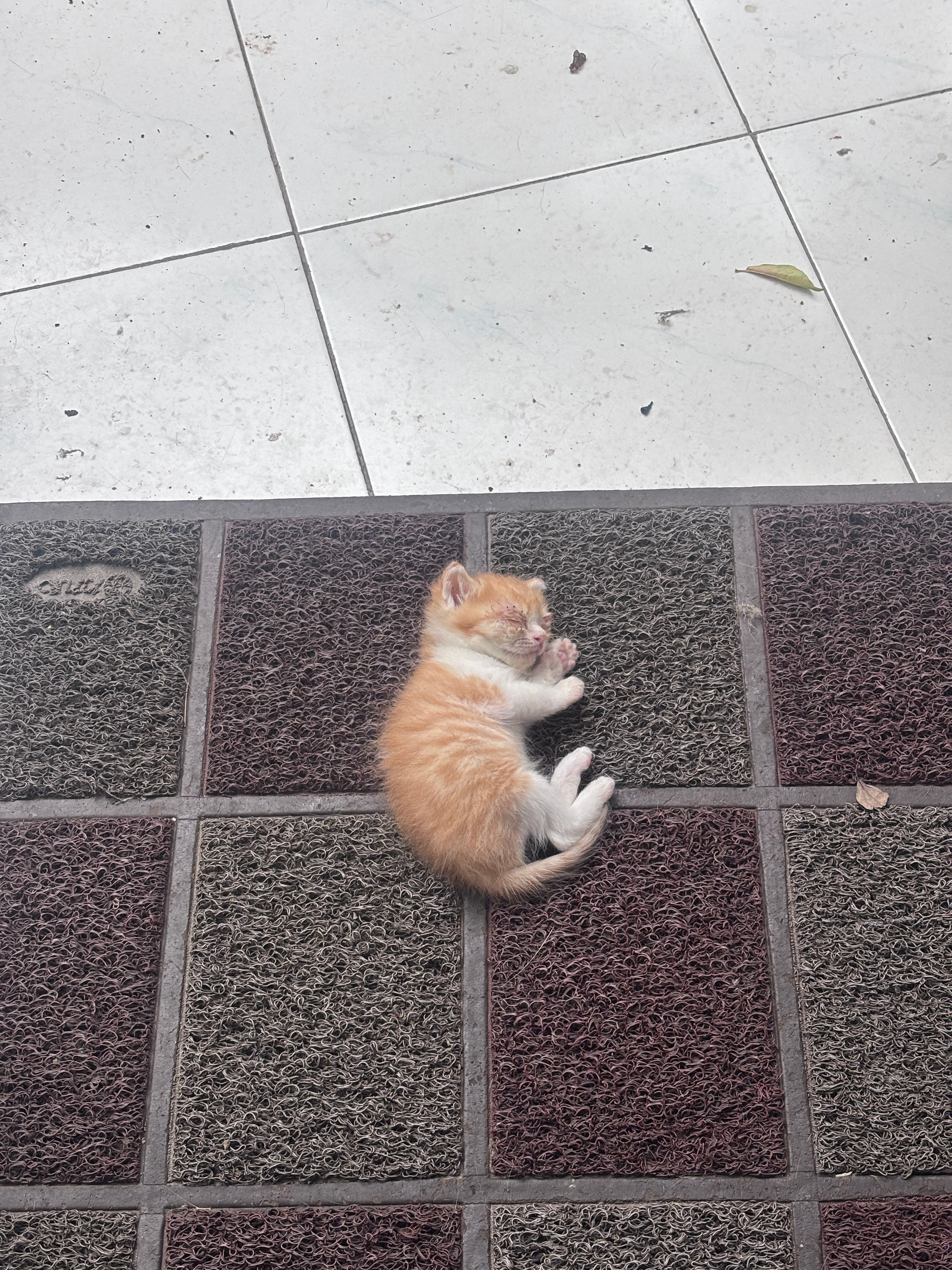 猫妈把小猫咪放在我爸妈家门口🥹