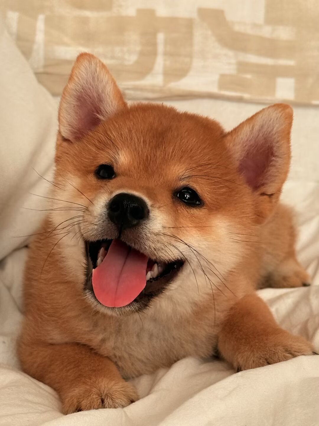 这就是柴犬尴尬期吗？半个月时间，变化也太大了[捂脸哭]​​​