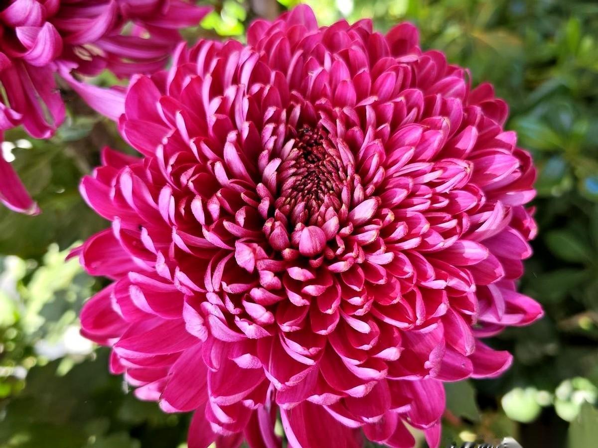 你敢信？在开封看个菊花展，迎面走过来俩人，差点把我手机惊掉。一个是郎平，一个是