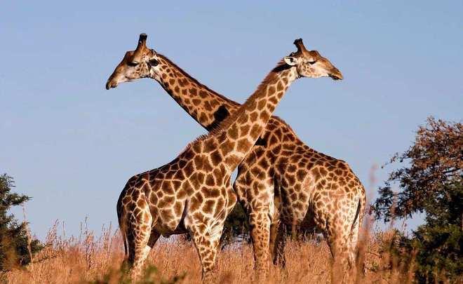 长颈鹿是世界上交配时间最短的动物之一，速度快到只需1秒，雌性竟然也能够怀孕，这是