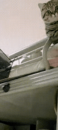 “看哭了！六年前女大学生随手投喂的校园猫，竟成了她整个青春的温柔底色！”女生从大