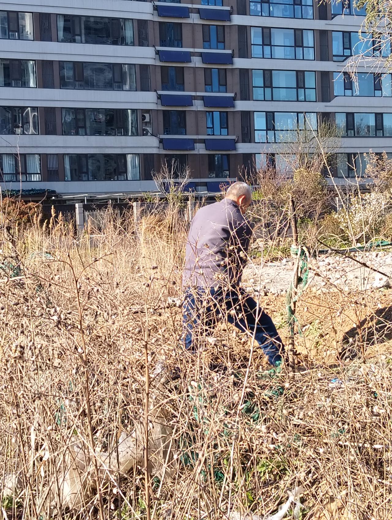 今日分享随手拍照片中国人大概是世界上最喜欢种菜的。新开发的小区，门前待绿化的空地