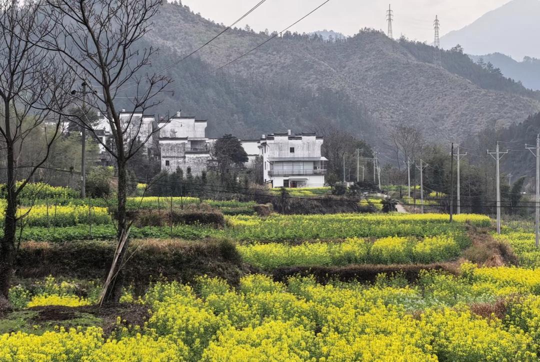 【看油菜花，我只认婺源江岭!】又到春天看油菜花的季节，别再挤去那些人山人海的“