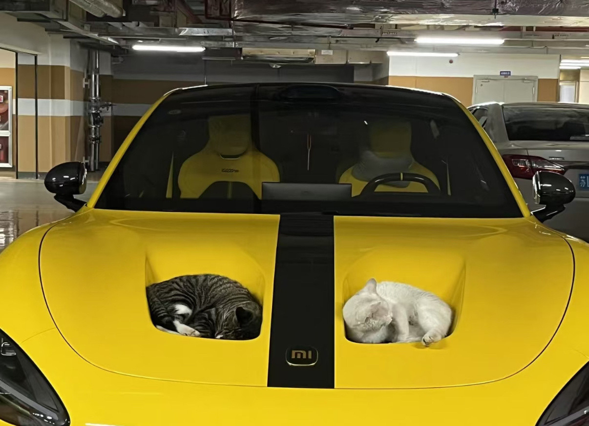 大几万的猫窝。。。​​​