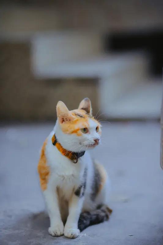 嘿，咱镇上那个加油站可有意思了！加500块钱油就送猫仔，听说是老板家猫太多，想给