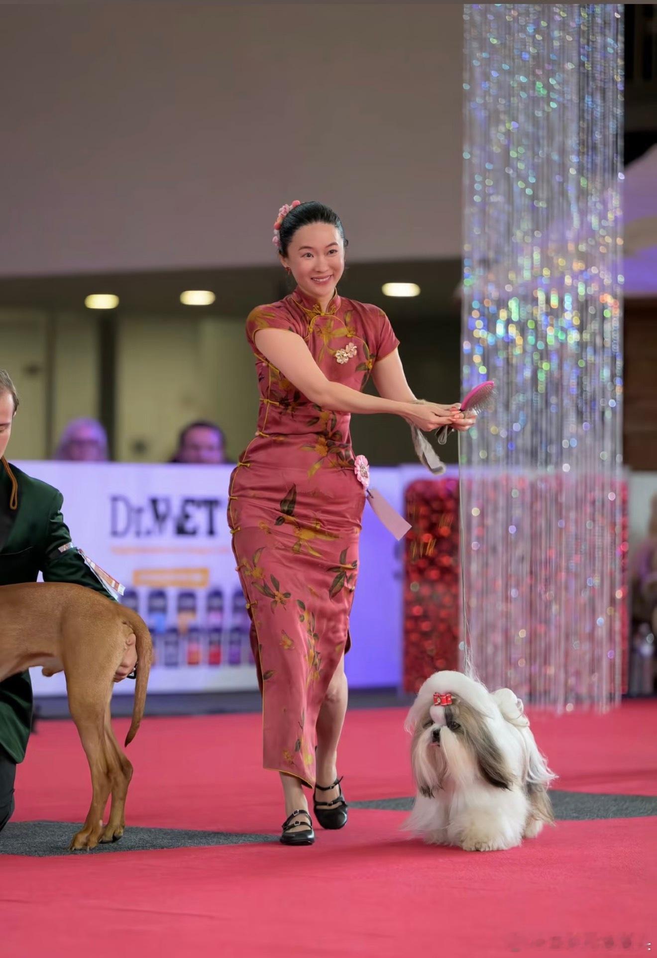 霍思燕的狗这次来选美了谁能想到，霍思燕家的小狗登上国际犬展赛场，正经参加选美比赛