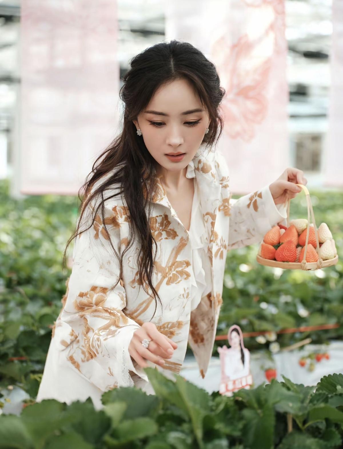 大棚绿意环绕，白草莓托于指尖，杨幂把春日的清甜与浪漫定格在镜头里[赞][比心]娱
