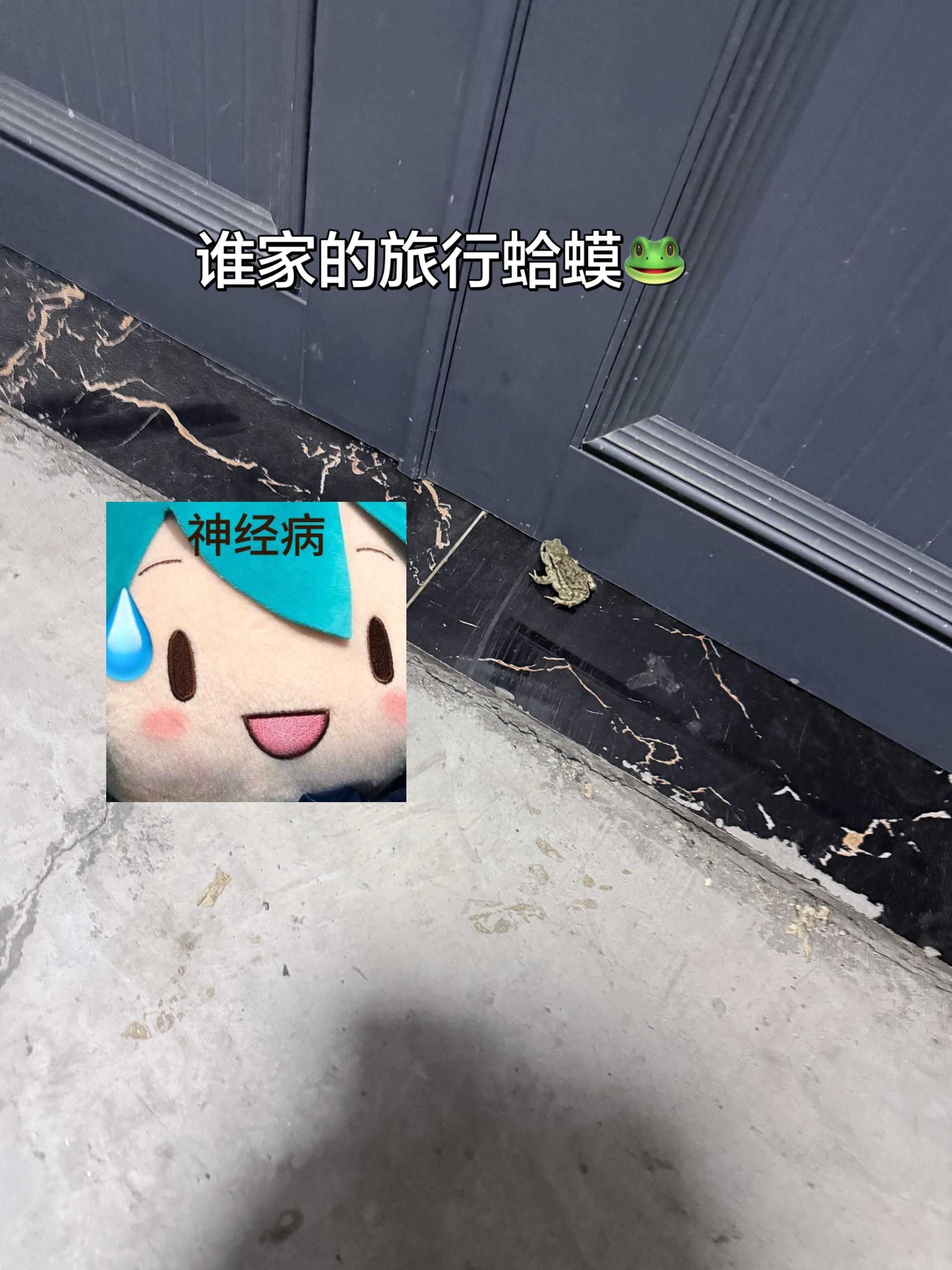 小猫不能跟癞蛤蟆玩儿😤真是好奇心害死猫啊 这下中毒了 听说还会上瘾😅