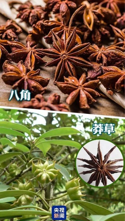 “孩子一个好奇，救了全家人的命！”浙江，女子炖肉时加了八角提香，身旁的儿子疑惑