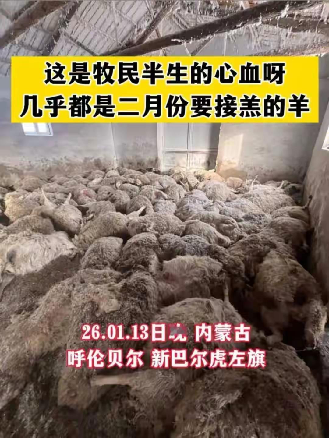 震惊！内蒙古呼伦贝尔牧民遭遇狼群夜袭，200多只羊惨死，政府重磅补偿方案曝光！