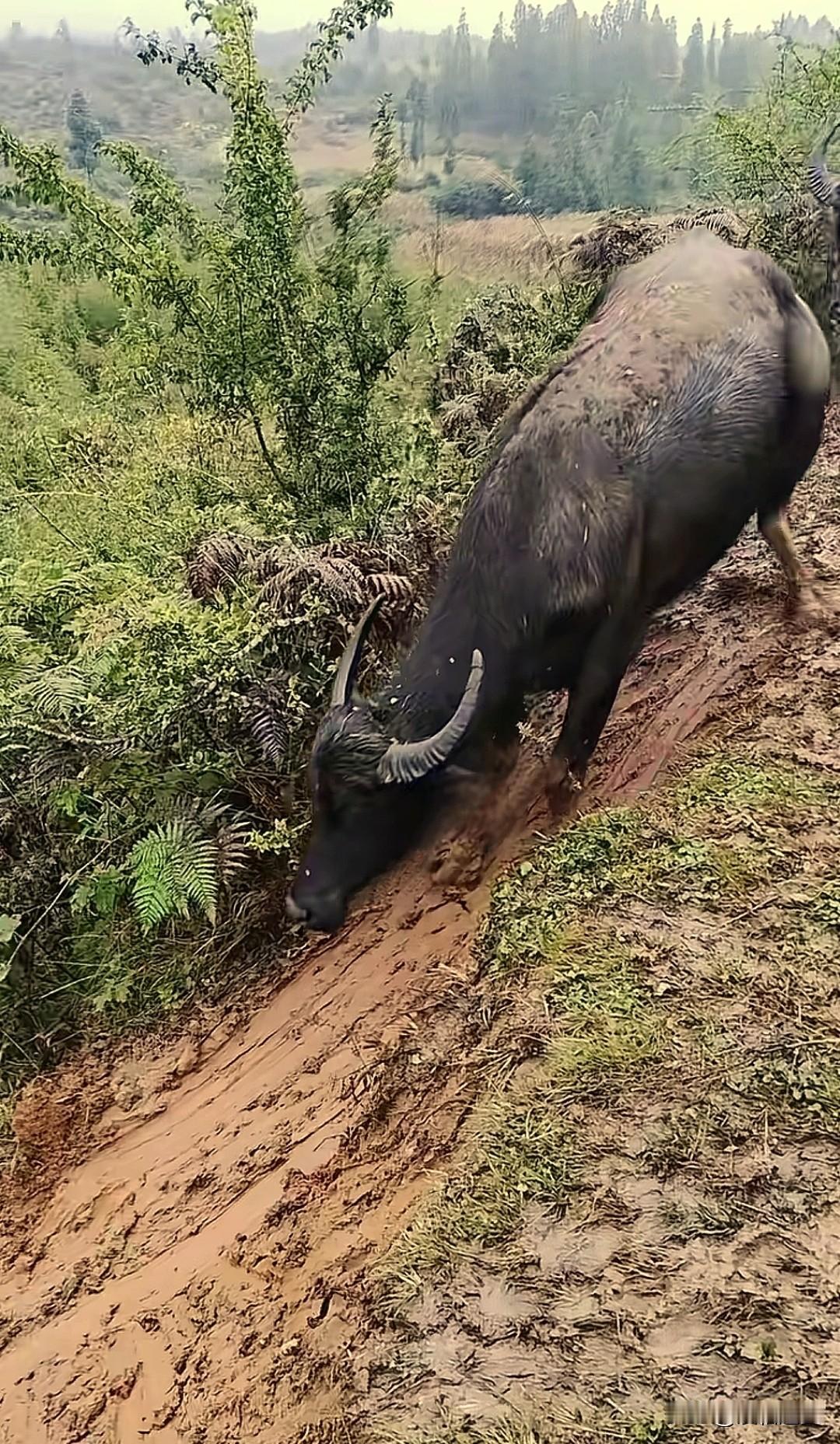 “笑不活了！”云南曲靖，一男子雨天放牛回家时，拍下惊奇一幕：满是泥泞的土坡上，一
